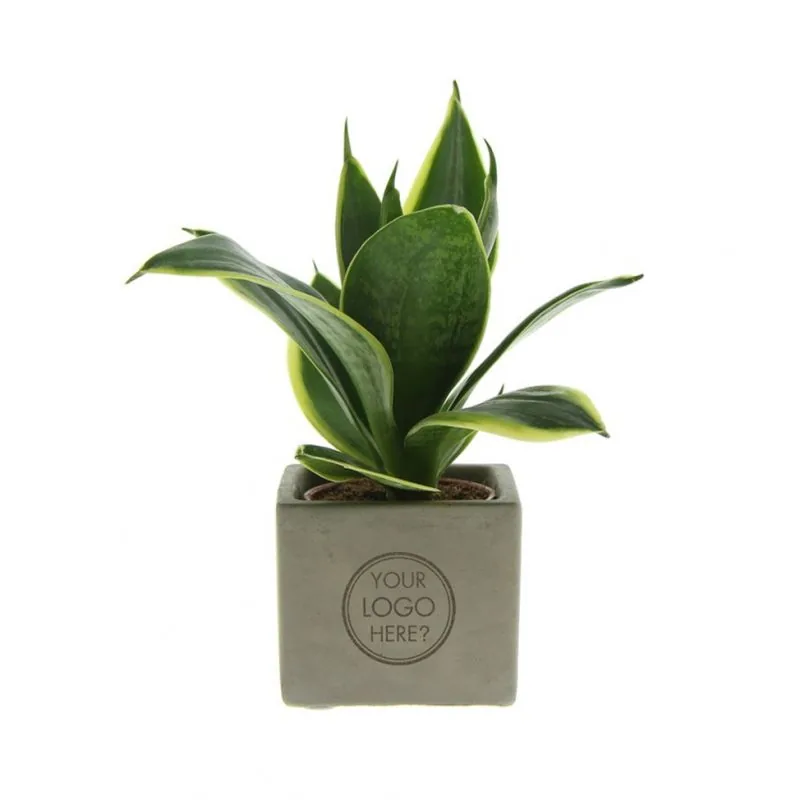 Groene kamerplant in betonnen pot met logo als bedankje voor de leraar